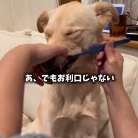 歯ブラシで歯を磨かれる犬
