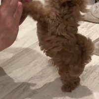 後ろ足で立ち上がった子犬