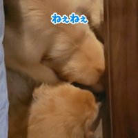 狭い場所でくっつくコロッケくん