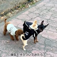 こはくくんを睨むわんこ