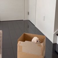 段ボールに入った子犬