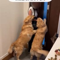 お出迎えする2頭