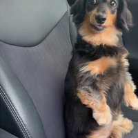 こちらを見る犬1