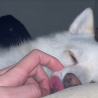 愛おしさは増している