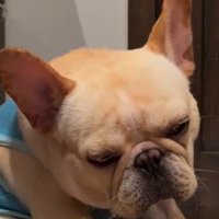 目を細める犬