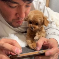 スマホを見るのを邪魔する小型犬