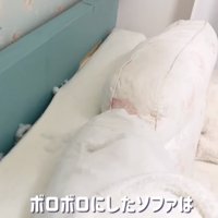 ボロボロのソファと苺ちゃん