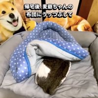 布団に潜る猫