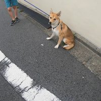 散歩中にお母さんに会った時のワンジローくん2