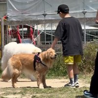撫でられる犬