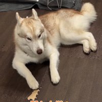 不満そうな顔のハスキー