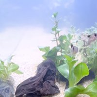 新しい水槽の中を泳ぐ魚たち
