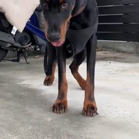 タイソンくんが回復するまで8