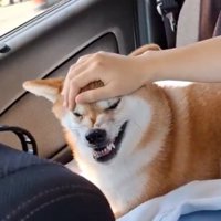 撫でられ