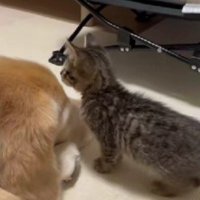 ゴールデンレトリバーと子猫
