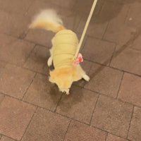 お迎えに来てくれたプティちゃん2