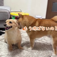 2匹が遊んでいる間も…