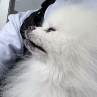 飼い主に抱っこされて病院を見つめる犬