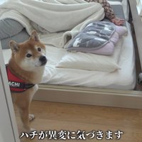 ママの異変に気付いたはちくん