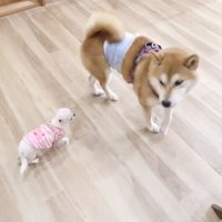 柴犬を見上げる子犬