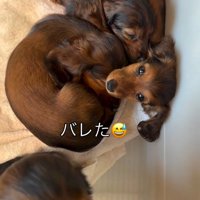 起きた子犬2