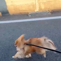 走る犬と飼い主1