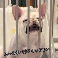 顔を柵に押しつける犬