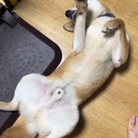 お手てチョイチョイするじろうくん