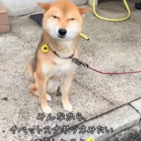 きょとんとした表情で座る犬