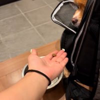 ご飯を与える投稿主さん