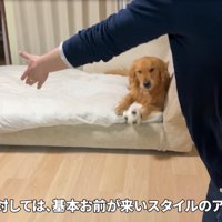 ソファの上から動かない犬