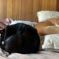 ももちゃんはスルーしてウトウト…