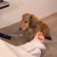 パパとママに寄り添うビッシュちゃん3