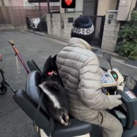 シニアカーの後ろに飛び乗った犬