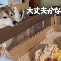 「静かに静かに…」