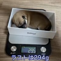 箱の中で丸くなる犬