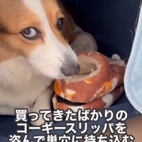 飼い主を見つめる中型犬