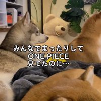 ワンピースを鑑賞中