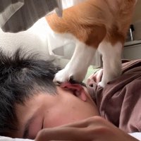 男性の上を移動して、窓の外がよく見える位置を探す犬