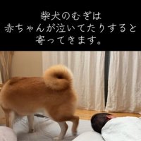 赤ちゃんが泣くと寄ってきて…