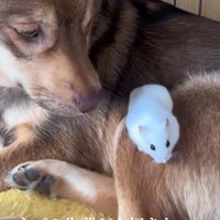 ハムスターを背に乗せた保護犬