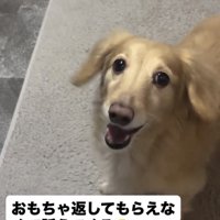 上目遣いで訴える犬