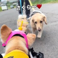 「さくらちゃん、大丈夫！？」