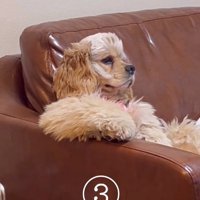 テレビを見るハムちゃん2