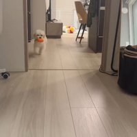 おもちゃをくわえたぽてと君