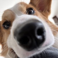可愛すぎる
