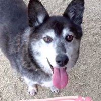 舌を出してカメラを見つめる犬