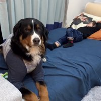 女の子の足元でふせをする大型犬、カメラ目線