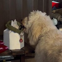 ルークくんをお散歩に誘った時の行動7