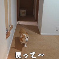 戻ってきたかと思うと…